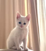 Pambıq Miyova